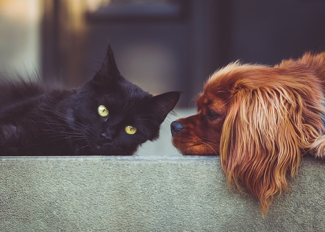 Flea and tick spray for pets